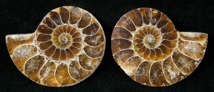Small Desmoceras Ammonite Pair - #15064